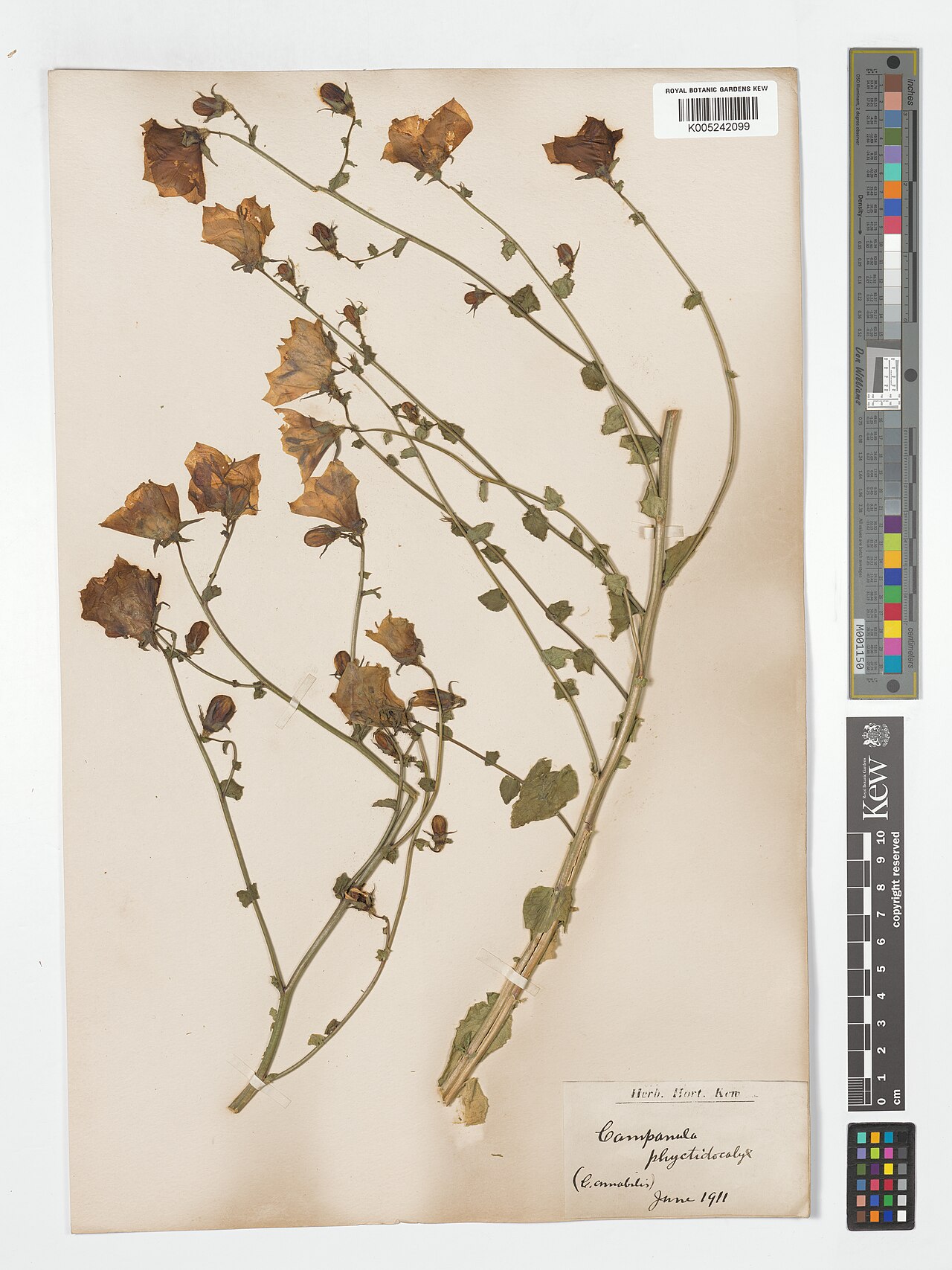 Campanula phyctidocalyx: Campanula phyctidocalyx — Herbarium specimen. Collected by s.coll.. Recorded in GBIF occurrence 4903207424 .