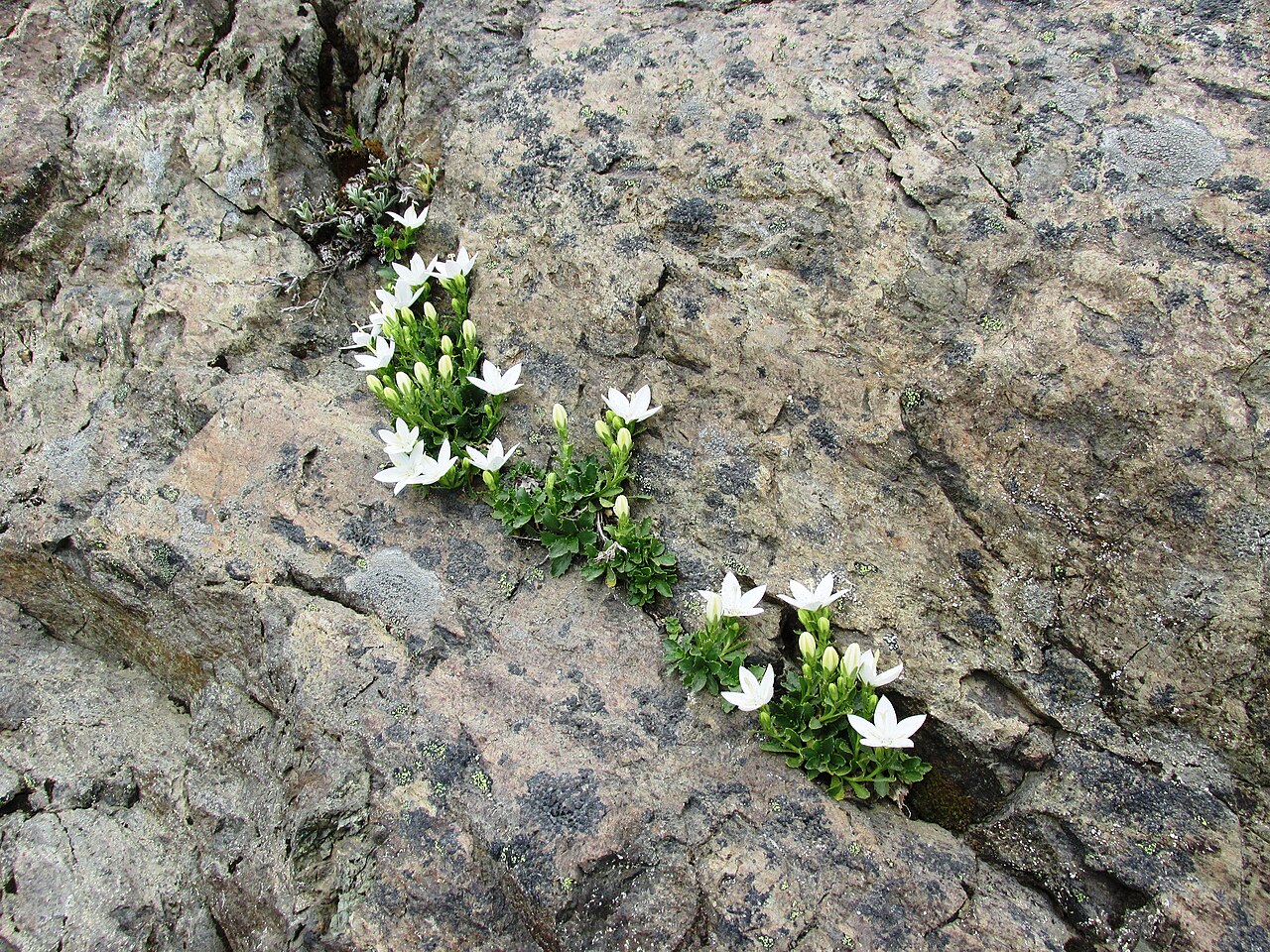 Olympic bellflower: White form of Campanula piperi " Campanula piperi is endemic to the Olympic Mountains of Washington. It is generally a plant of rock crevices, though it can rar