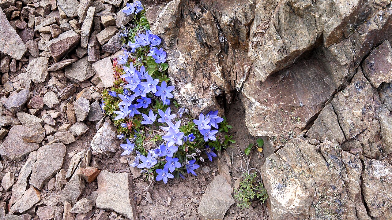 Olympic bellflower: Campanula piperi