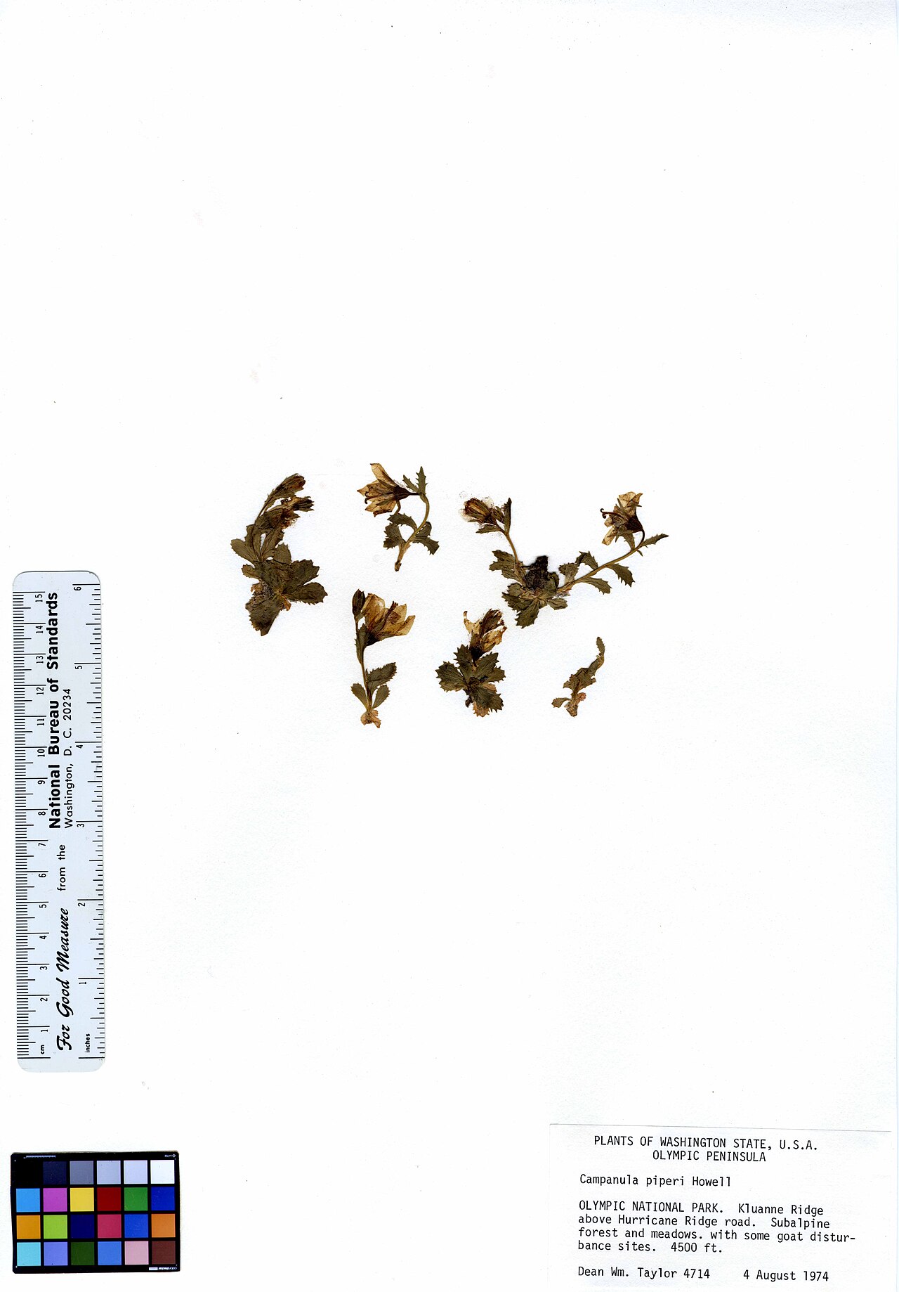 Olympic bellflower: Campanula piperi