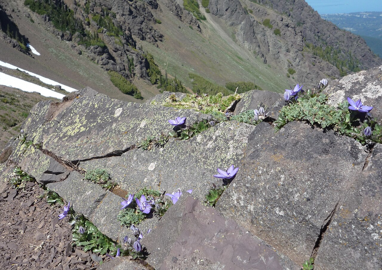 Olympic bellflower: Piper's bellflower, an Olympic Mountain endemic, near Mt. Angeles