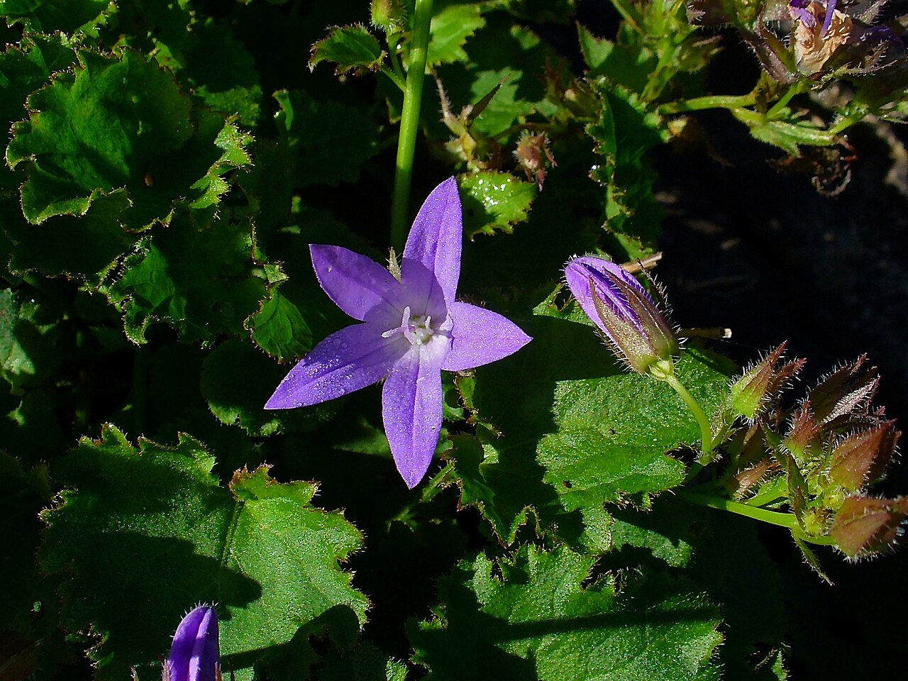 Serbian bellflower: Campanula poscharskyana , Campanulaceae, Serbian Bellflower, flower; Botanical Garden KIT, Karlsruhe, Germany.
