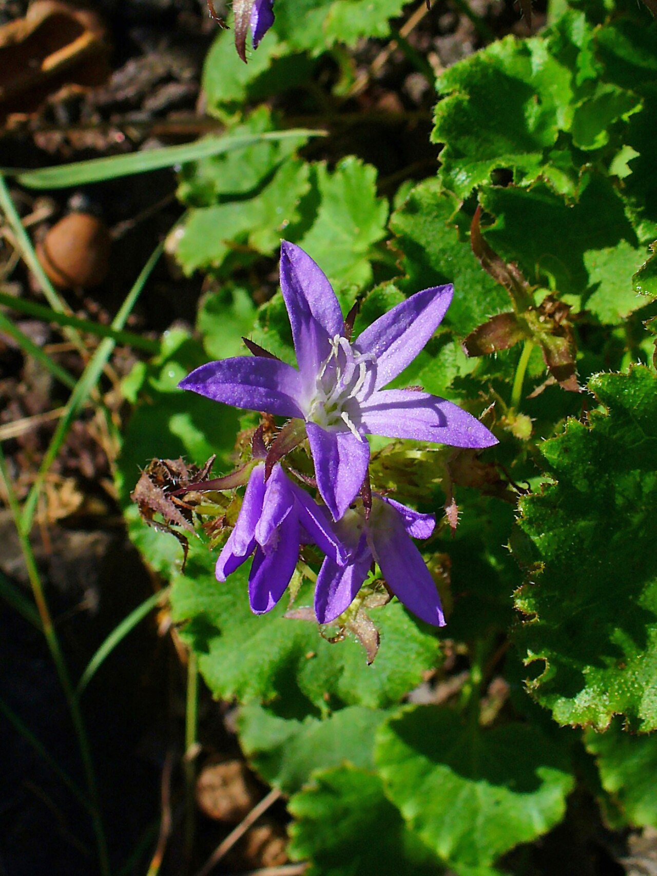 Serbian bellflower: Campanula poscharskyana , Campanulaceae, Serbian Bellflower, flower; Botanical Garden KIT, Karlsruhe, Germany.