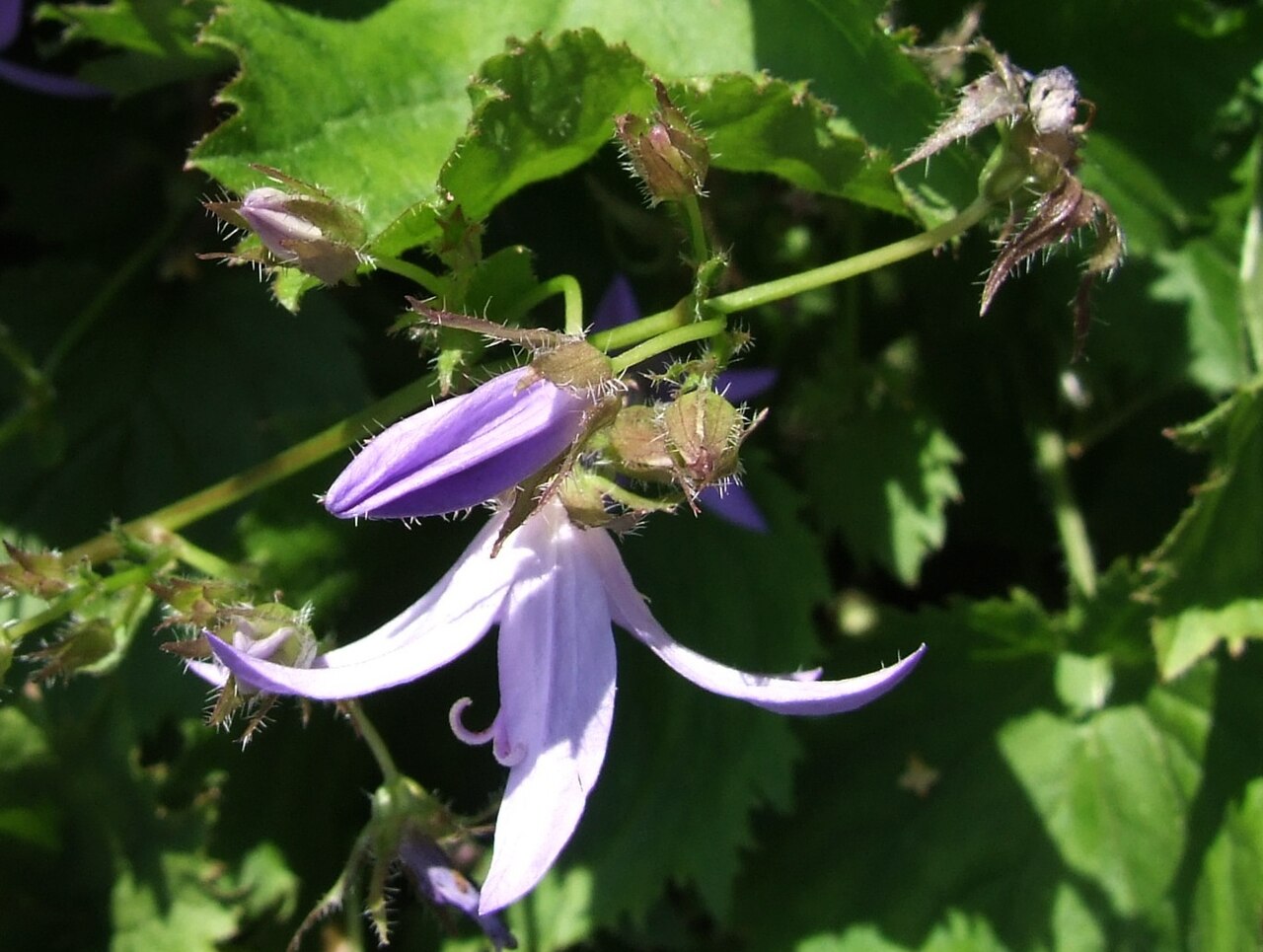 Serbian bellflower: Campanula poscharskyana
