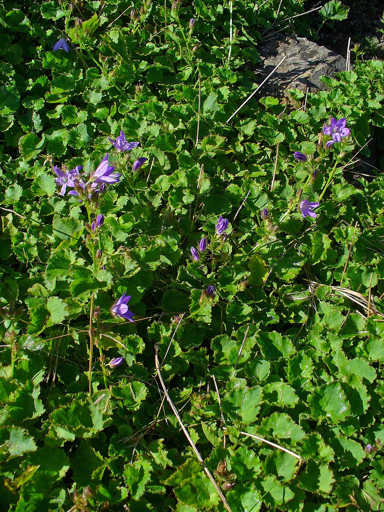 Serbian bellflower: Campanula poscharskyana , Campanulaceae, Serbian Bellflower, habitus; Botanical Garden KIT, Karlsruhe, Germany.
