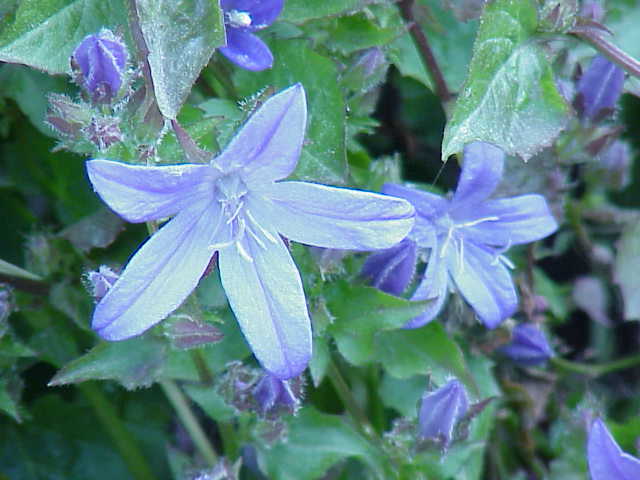 Serbian bellflower: Species : Campanula poscharskyana (file name misleading because of wrong ID by original author) Family : Campanulaceae Image No. 1