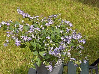 Serbian bellflower (Campanula poscharskyana)