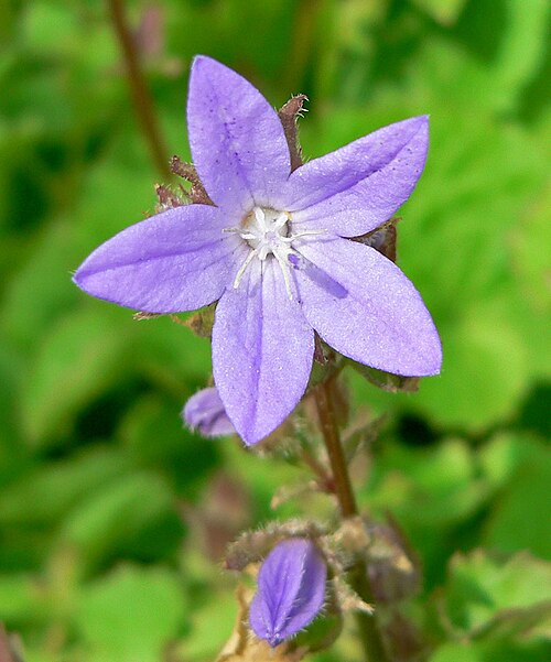 Serbian bellflower: Campanula poscharskyana at the Springs Preserve garden, Las Vegas, Nevada