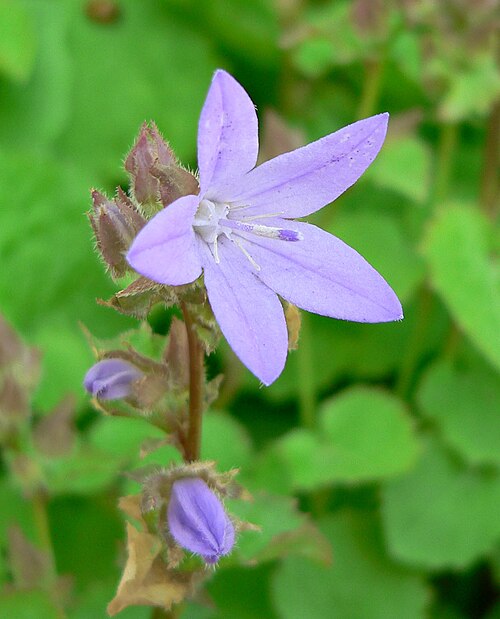 Serbian bellflower: Campanula poscharskyana at the Springs Preserve garden, Las Vegas, Nevada