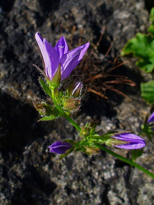 Serbian bellflower: Campanula poscharskyana , Campanulaceae, Serbian Bellflower, flower; Botanical Garden KIT, Karlsruhe, Germany.