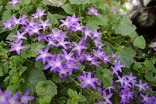 Serbian bellflower: 富士国際花園よりカンパニュラ。 Pentax K100D + SIGMA 17-70mm/F2.8-4.5
