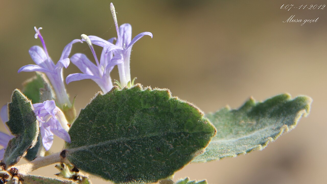 Campanula postii: Yer:Mardin/ Campanula postii