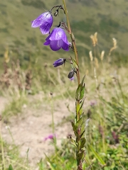 Campanula precatoria (Campanula precatoria)