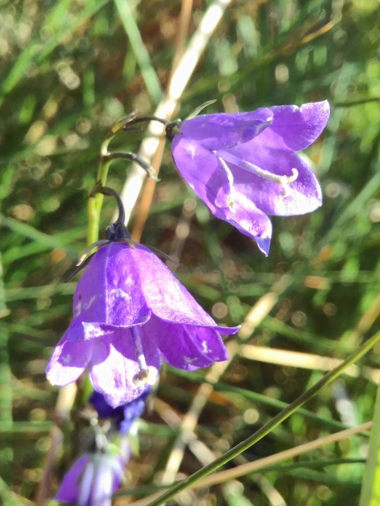 Campanula precatoria (Campanula precatoria)