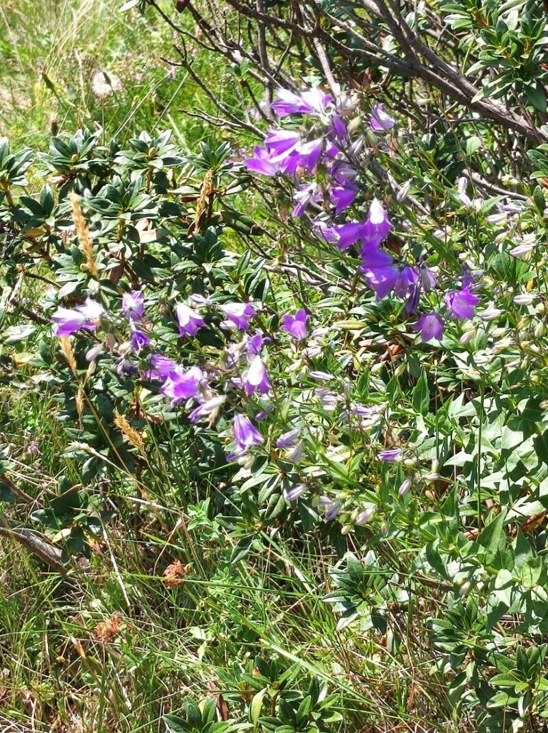 Campanula precatoria (Campanula precatoria)