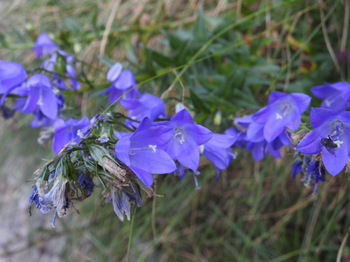 Campanula precatoria (Campanula precatoria)