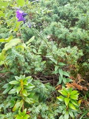 Campanula precatoria (Campanula precatoria)
