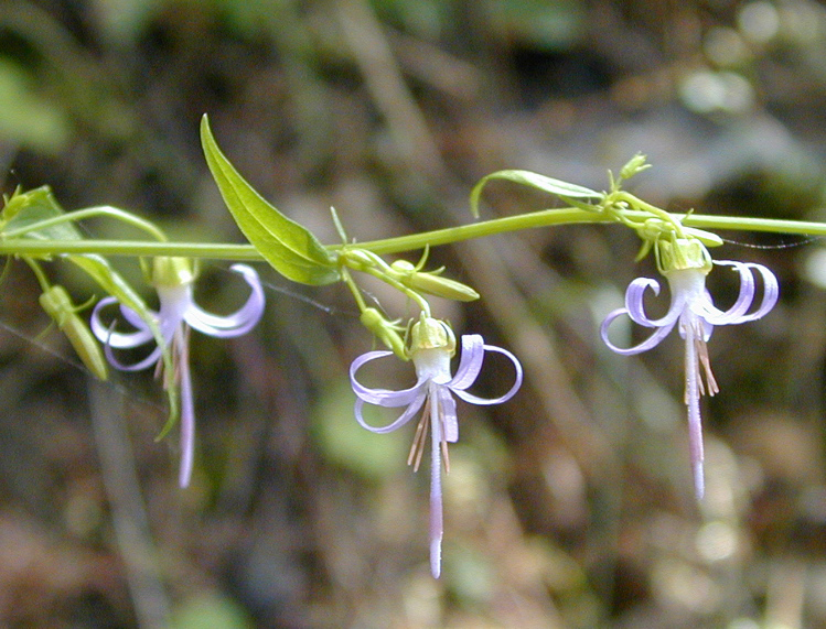 California harebell: Asyneuma prenanthoides syn. Campanula prenanthoides , Ashland, Oregon, USA