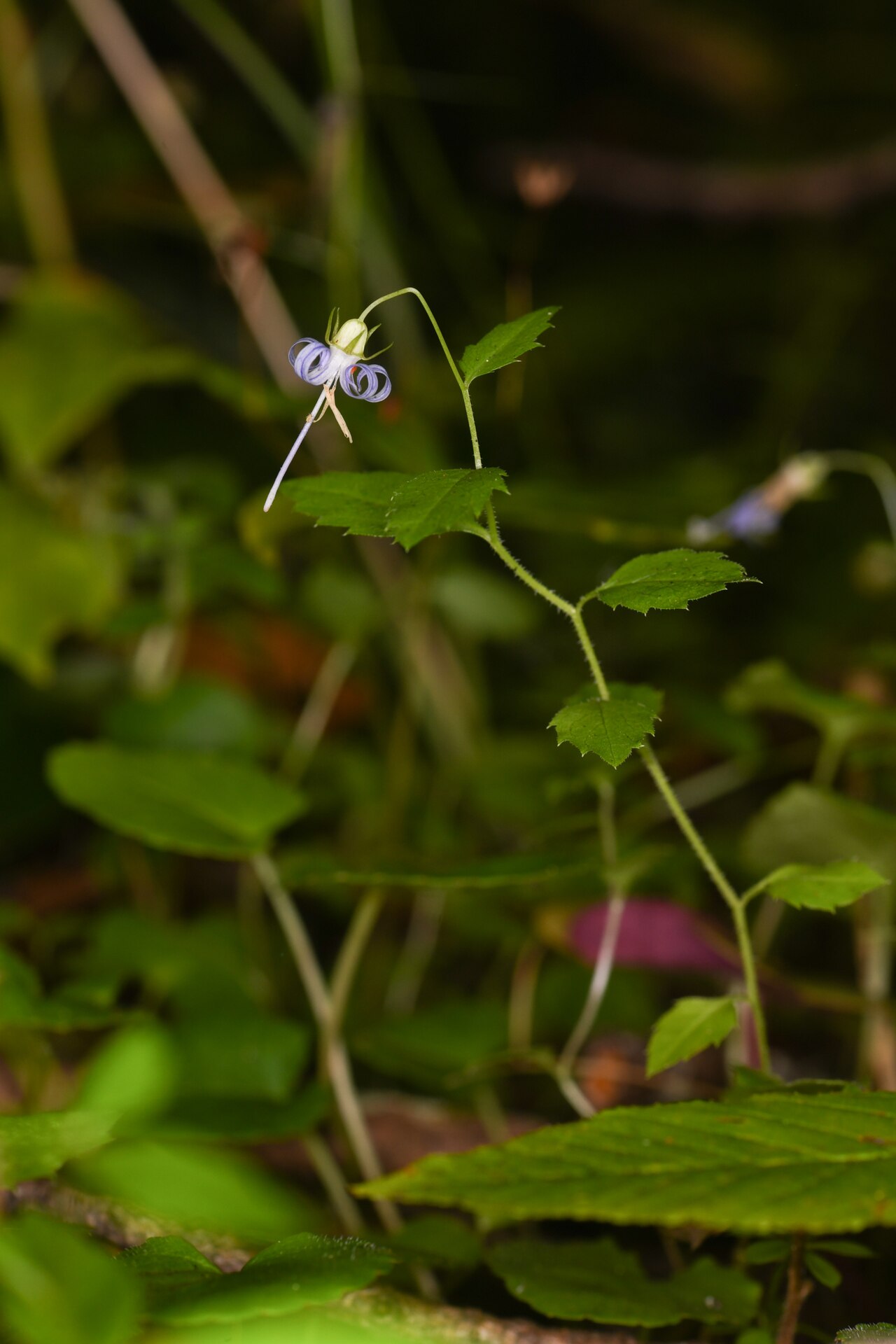 California harebell: Flowering individual of Smithiastrum prenanthoides found in Redwood National and State Parks ..