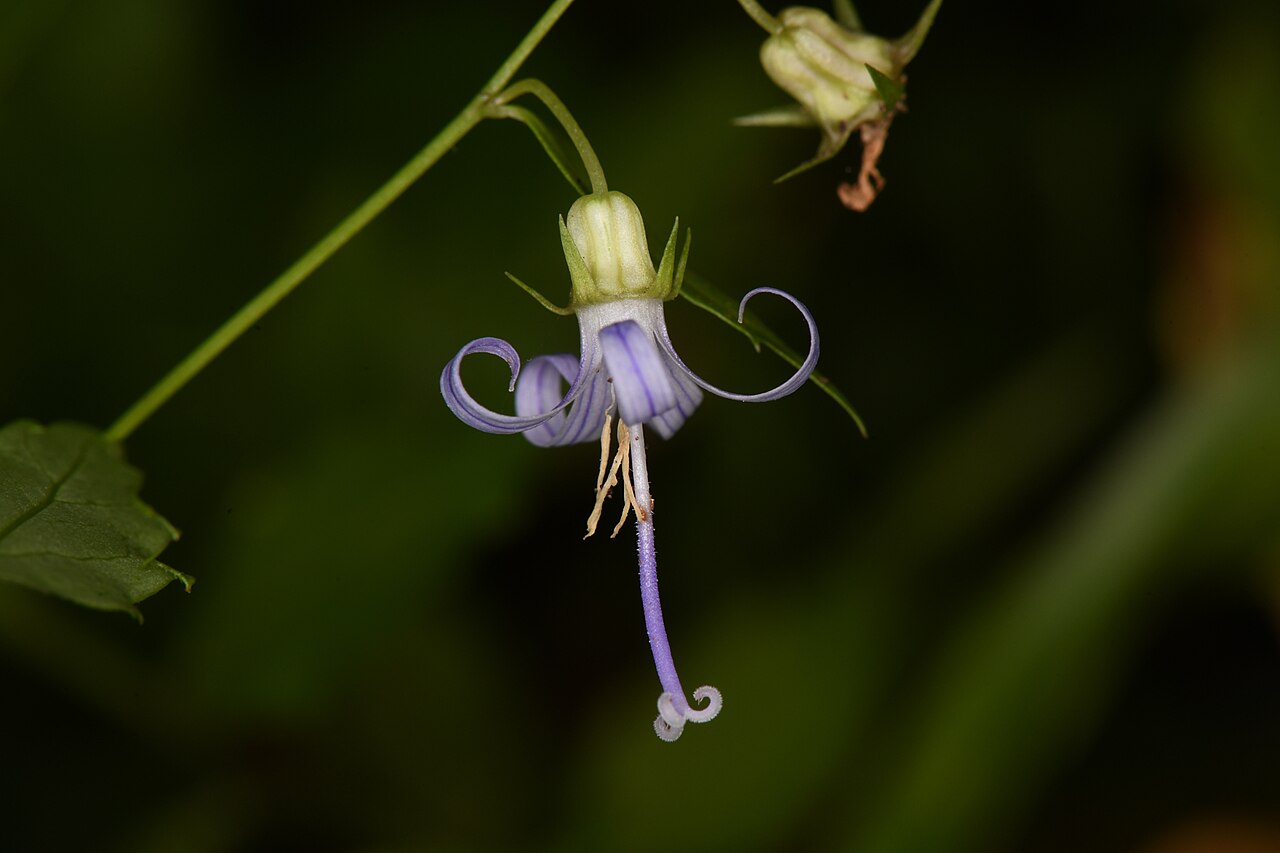 California harebell: Closeup of Smithiastrum prenanthoides found in Redwood National and State Parks .