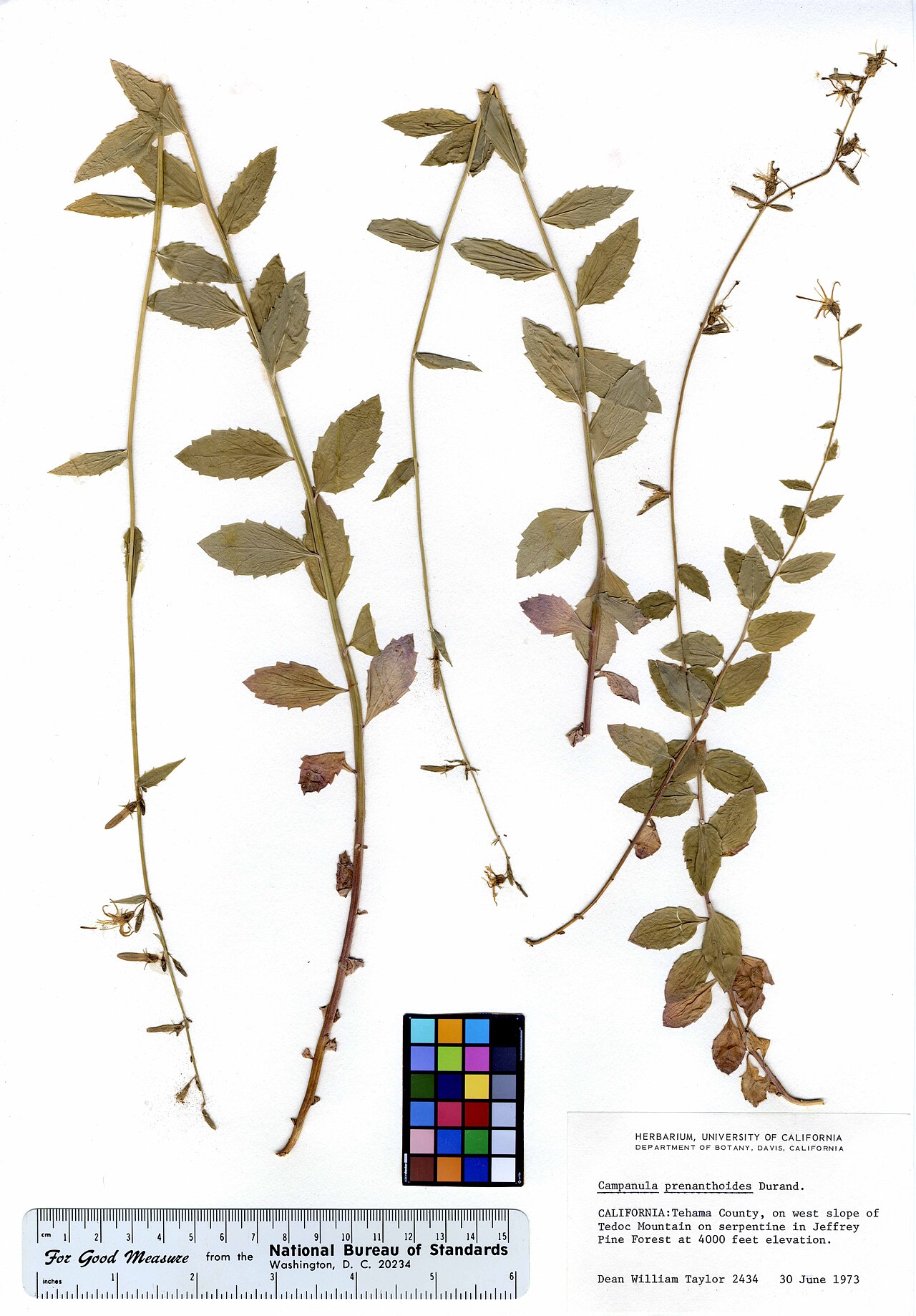 California harebell: Asyneuma prenanthoides