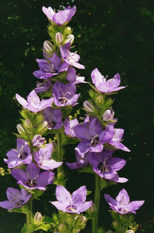 Campanula primulifolia: Campanula primulifolia