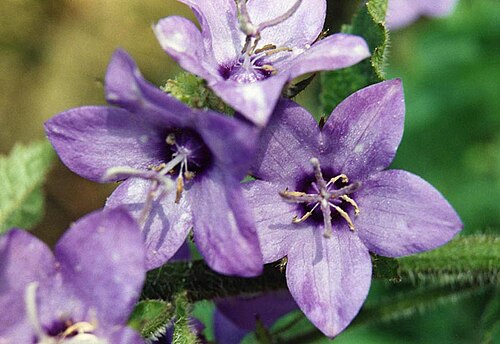 Campanula primulifolia: Campanula primulifolia