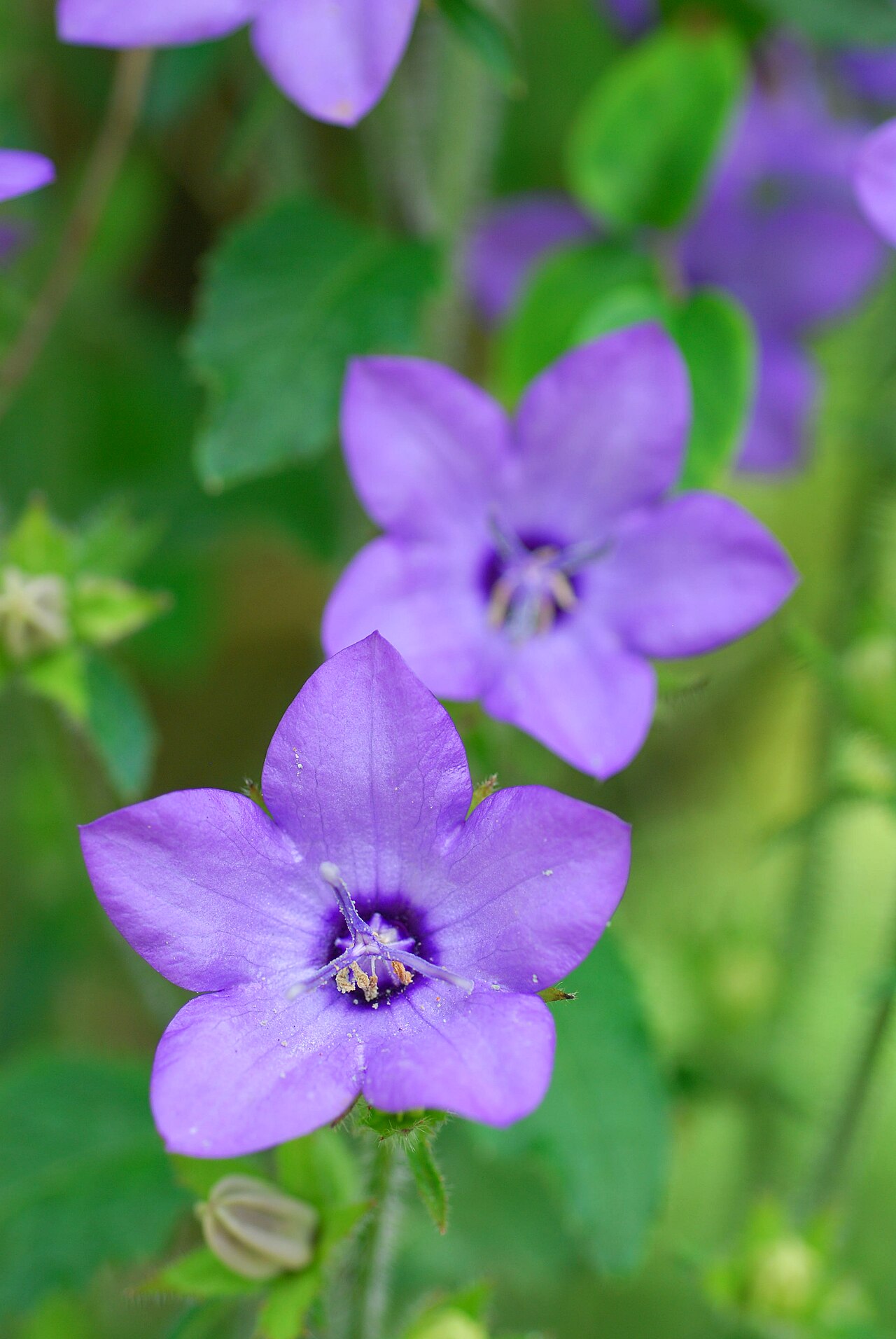 Campanula primulifolia: Photographed at the San Francisco Botanical Garden at Strybing Arboretum