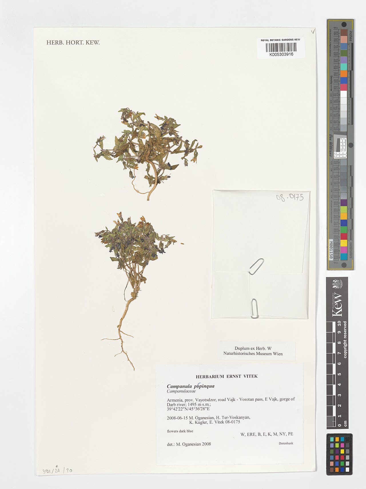 Campanula propinqua: Campanula propinqua — Herbarium specimen from Prov. Vayotsdzor, road Vajk - Vorotan pass, E Vajk, gorge of Darb river, Armenia. Collected by Oganesian, M.; Ter-