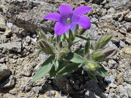 Campanula propinqua (Campanula propinqua)
