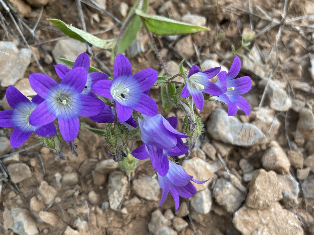 Campanula propinqua (Campanula propinqua)