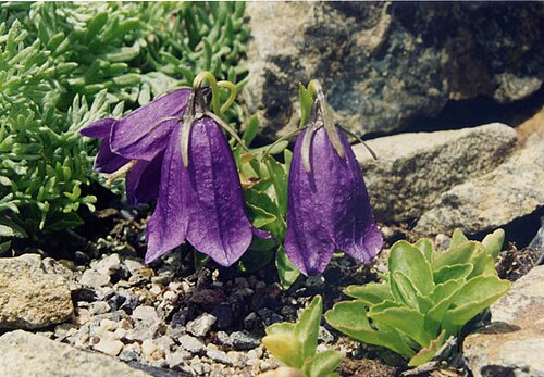 Solitary harebell: Campanula pulla