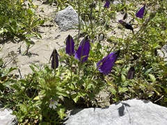 Solitary harebell (Campanula pulla)