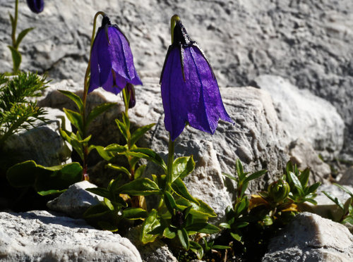 Solitary harebell (Campanula pulla)