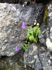 Solitary harebell (Campanula pulla)