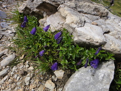 Solitary harebell (Campanula pulla)