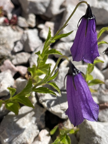 Solitary harebell (Campanula pulla)