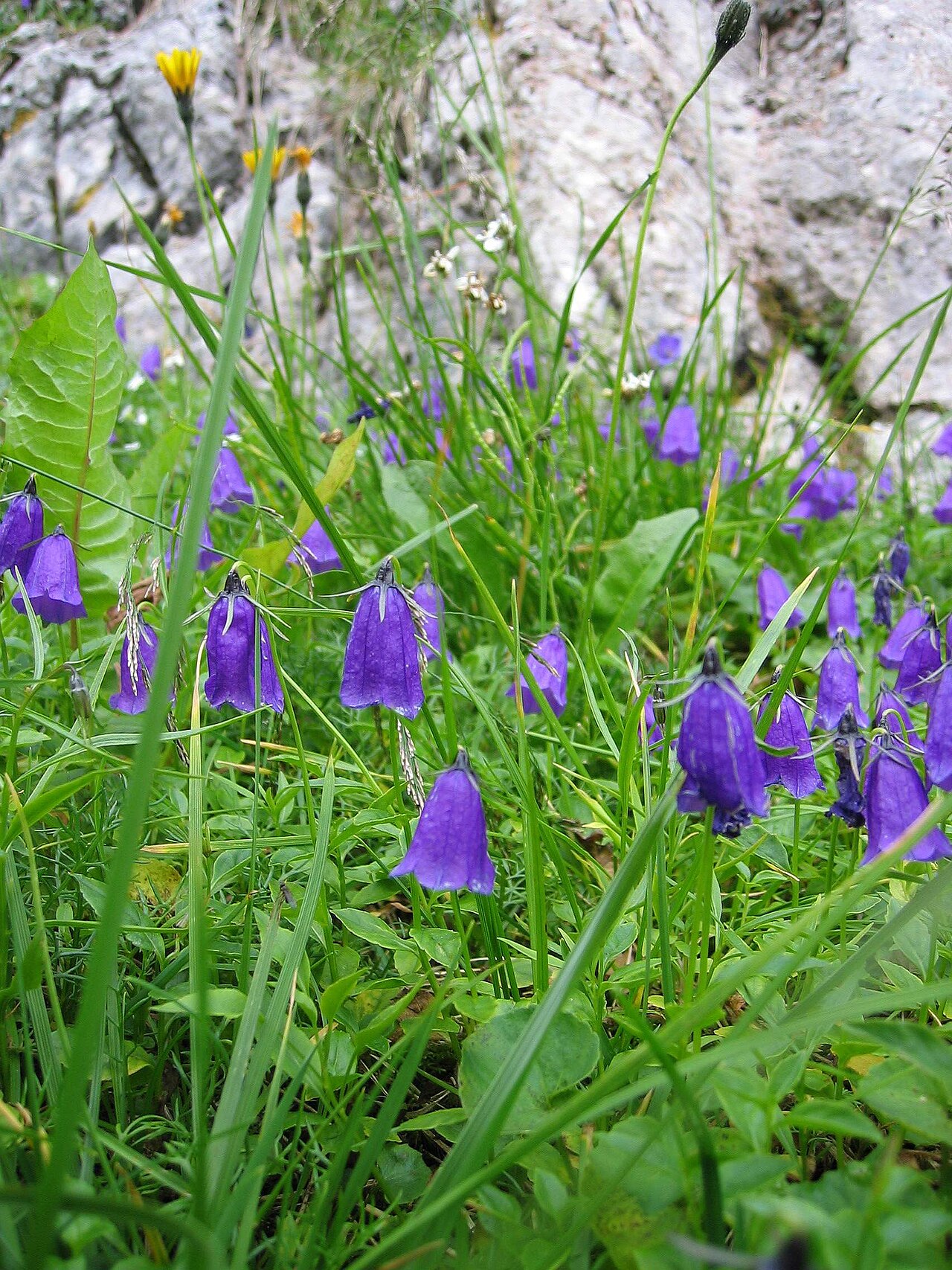 Solitary harebell (Campanula pulla)