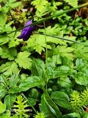 Solitary harebell (Campanula pulla)