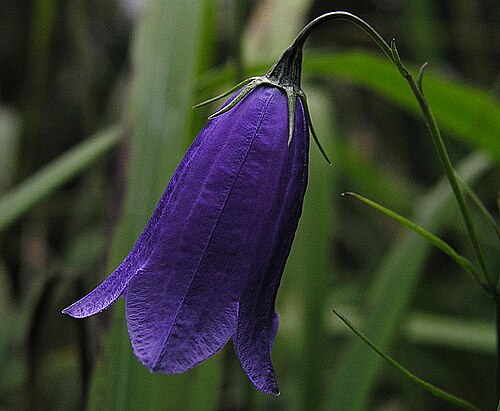 Solitary harebell: Scheuchzers Glockenblume (campanula scheuchzeri), aufgenommen am Stripsenkopf im Kaisergebirge