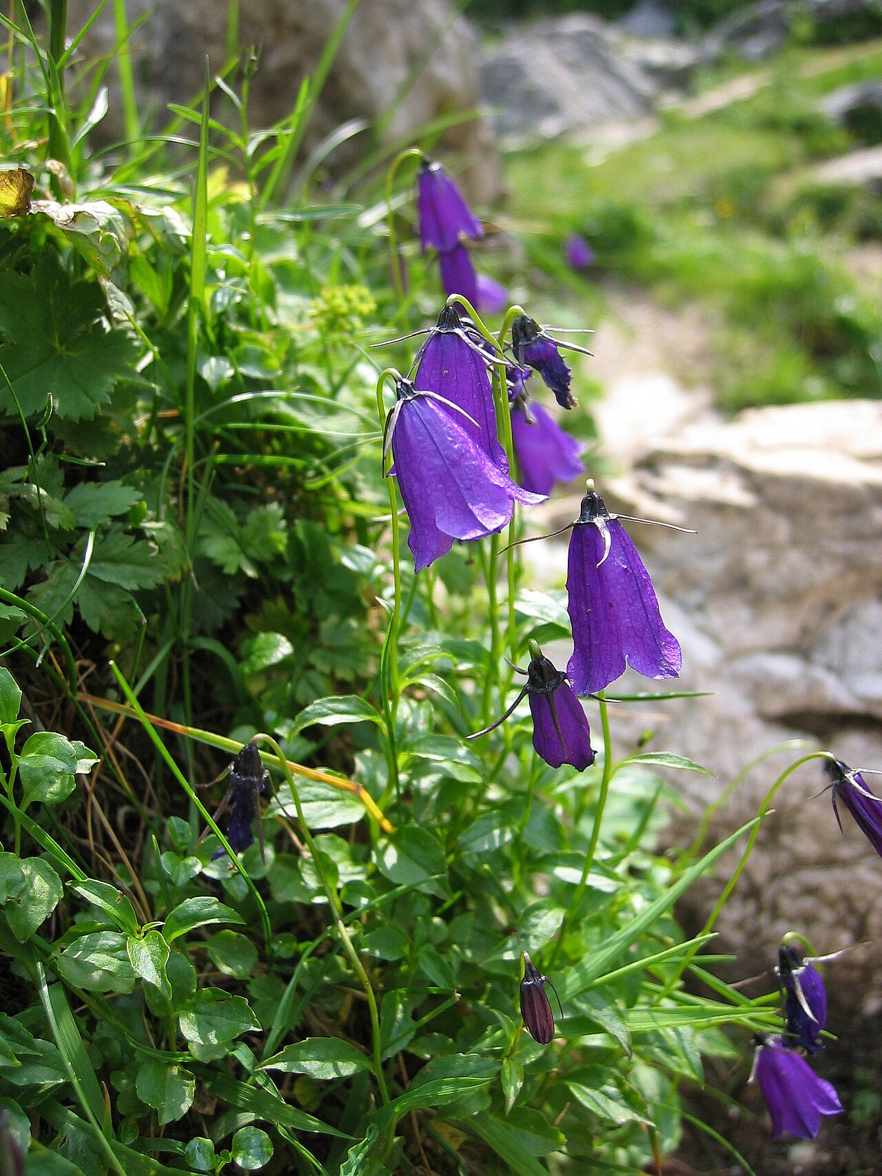 Solitary harebell: Campanula pulla , Wurzeralm, Upper Austria, Austria