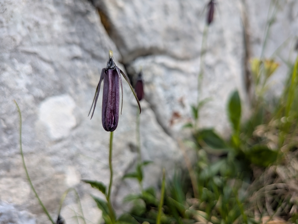 Solitary harebell (Campanula pulla)