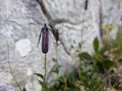 Solitary harebell (Campanula pulla)
