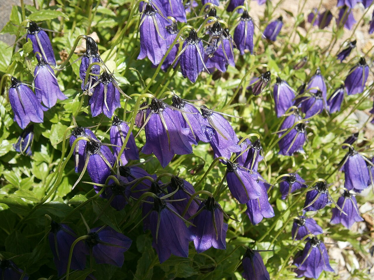 Solitary harebell: Campanula pulla in the Jardin Botanique Alpin du Lautaret