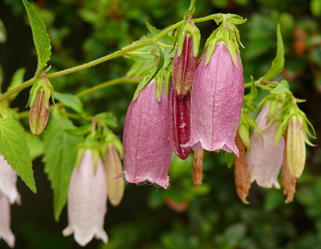 Spotted bellflower: Campanulae punctatae