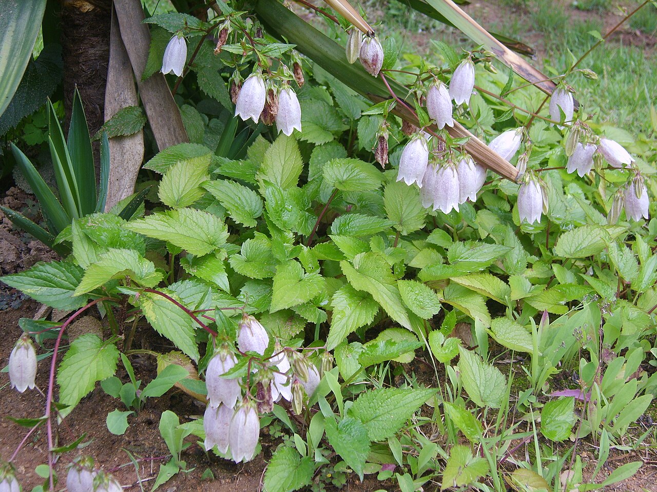 Spotted bellflower: Campanula punctata in Bupyung, Korea