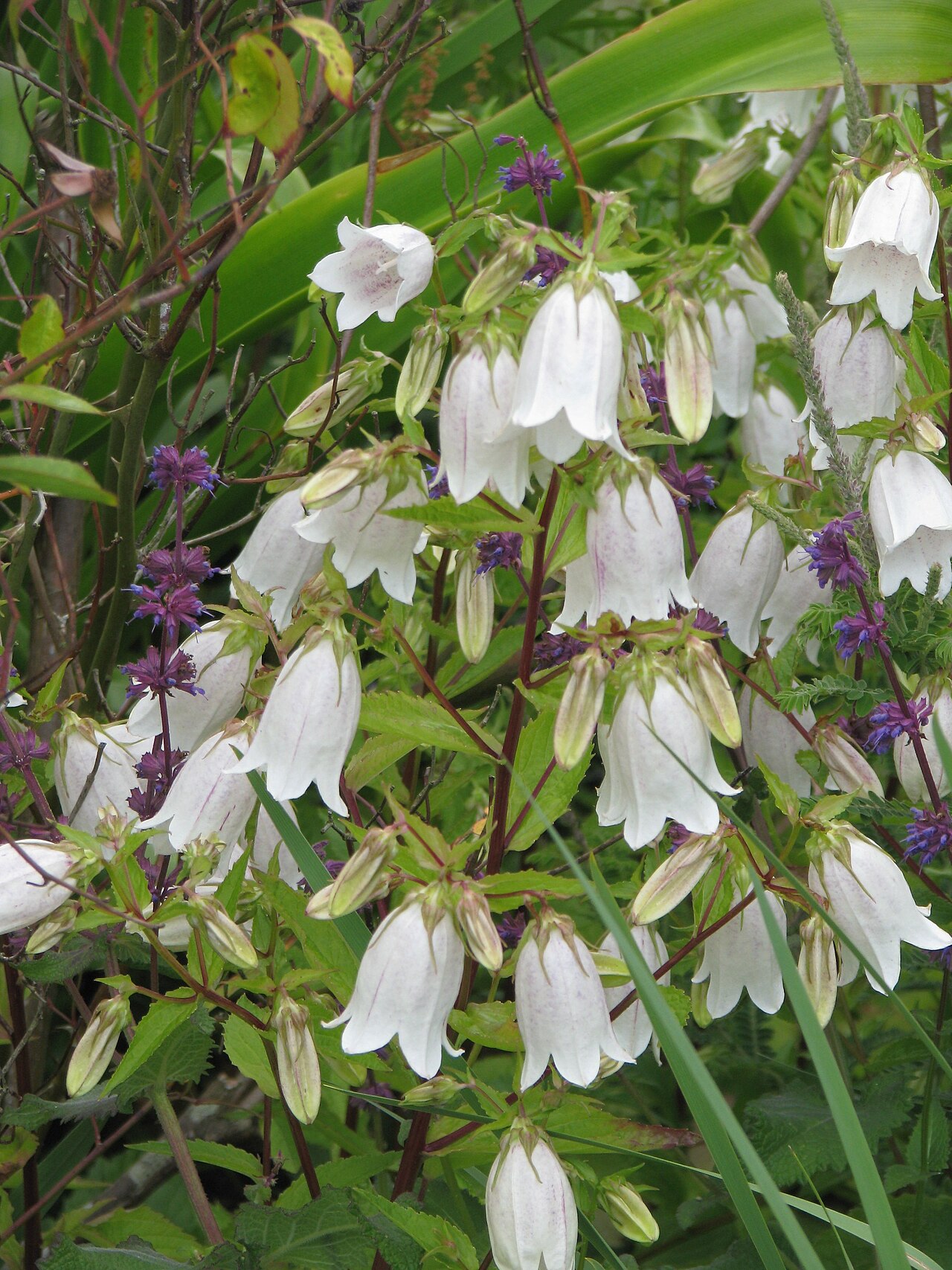 Spotted bellflower: White Campanulas again. Very elegant.
