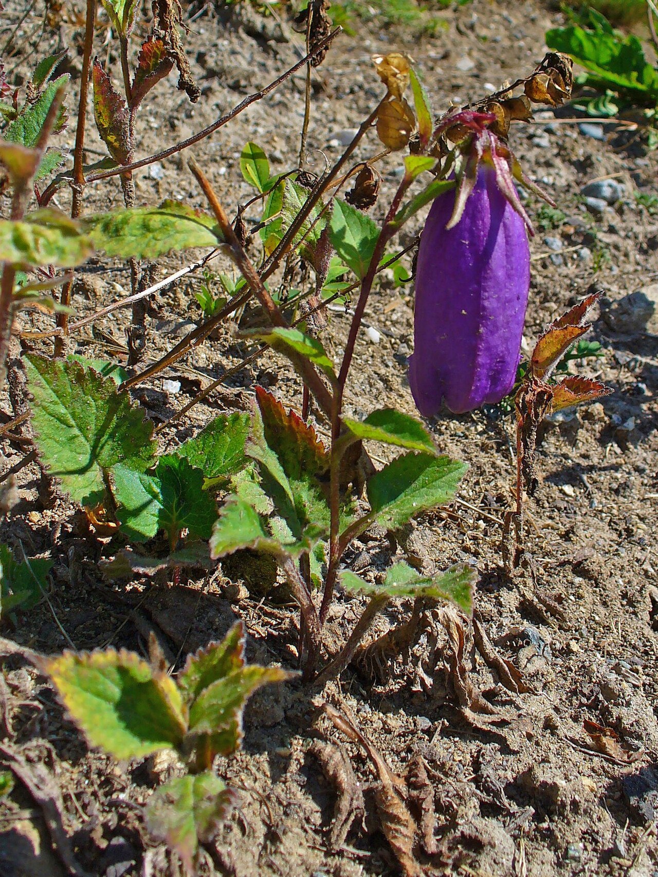 Spotted bellflower: Campanula punctata , Campanulaceae, Spotted bellflower, habitus; Heidi's Flower Trail, St. Moritz, Engadin, Switzerland, altidude ca. 2.000 m.