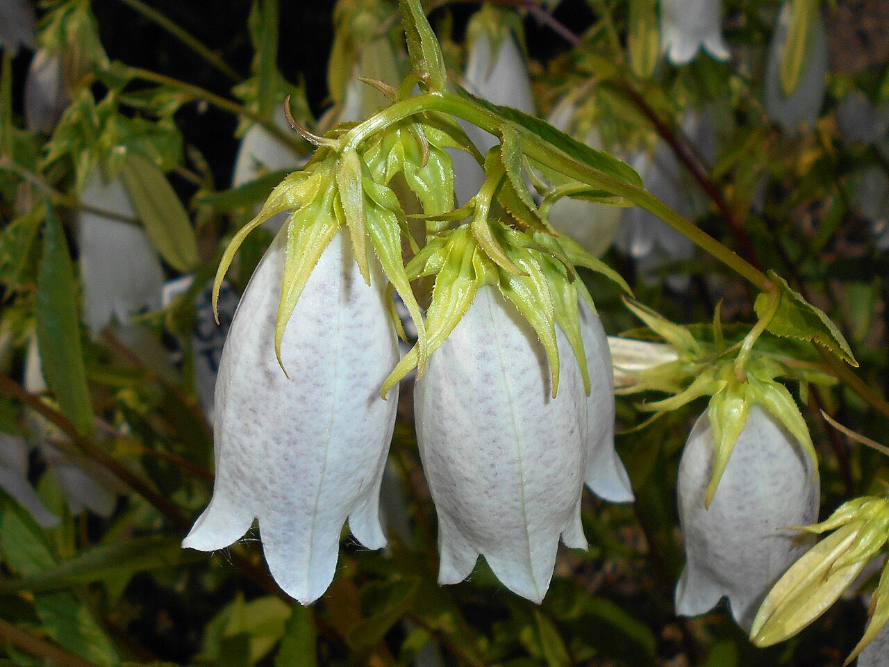 Spotted bellflower: Dzwonek kropkowany ( Campanula punctata ), Ogród Botaniczny UMCS w Lublinie