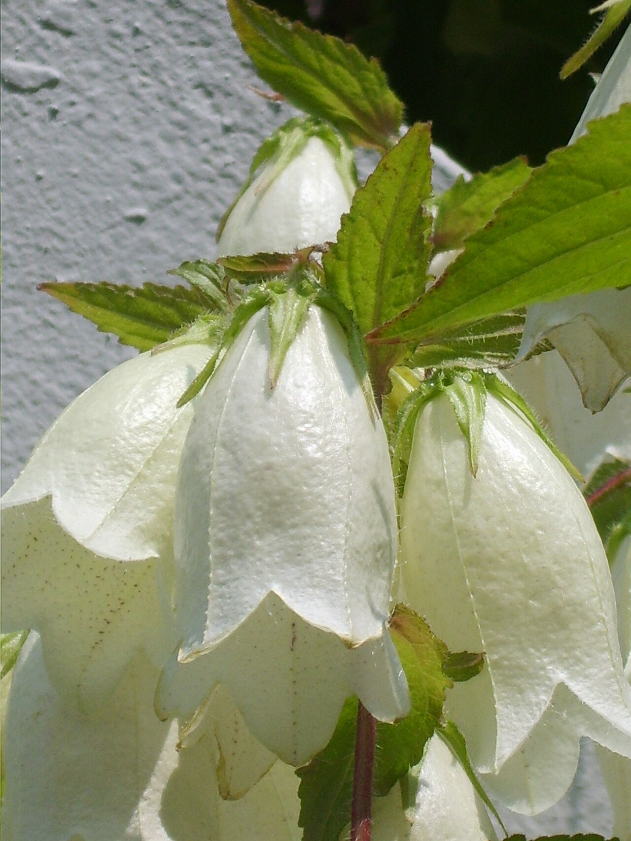 Spotted bellflower: Campanula punctata in Bupyung, Korea